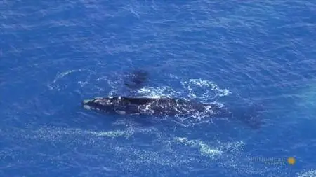 Aerial Africa S01E04