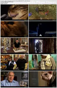 National Geographic Explorer - Science of Cats (2008)