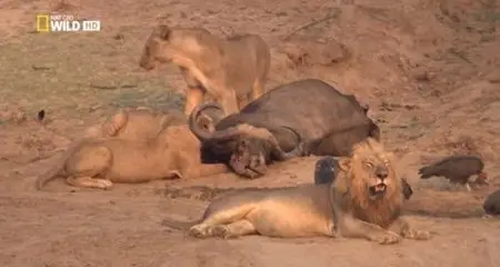 National Geographic - Turf War Lions And Hippos (2014)