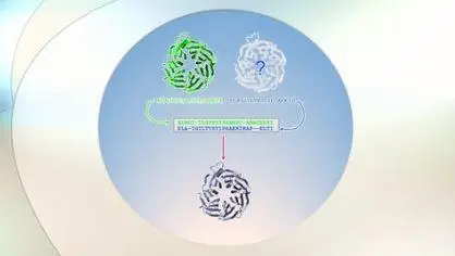 Protein Homology Modeling