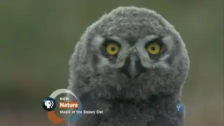 PBS - Nature S31E02 Magic of the Snowy Owl (2012)