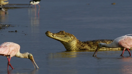 Earthflight: S01E04 - South America (2012)