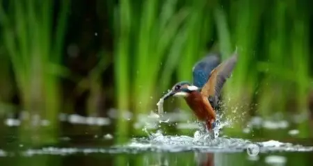 PBS - NATURE:  Special Best of Birds (2014)