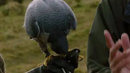 BBC - Natural World: Super Fast Falcon (2018)