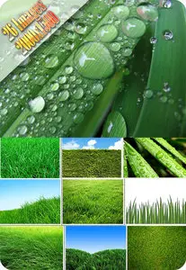 Grass II