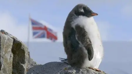 BBC - Natural World: Penguin Post Office (2014)