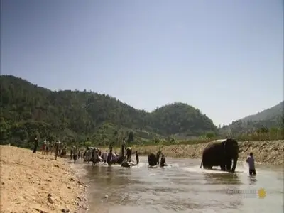 Smithsonian Channel - 21st Century Elephant (2013)