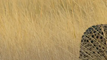 Big Cats S02E05