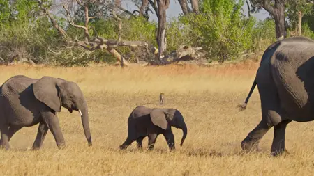 Big Cats S02E05