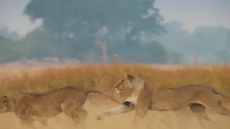 Big Cats S02E05