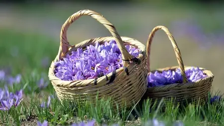 Saffron Gardening: Grow Saffron At Home