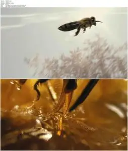 More Than Honey (2012)