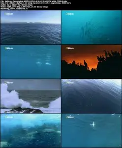 National Geographic Wild Dolphin Army