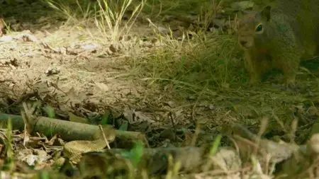BBC - World's Sneakiest Animals (2016)