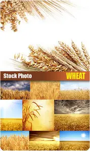 Stock Photo - Wheat