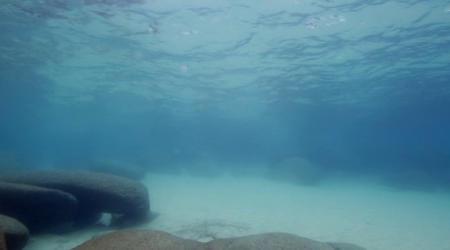 Shark Lake (2015)