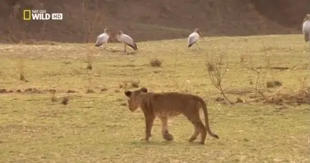 National Geographic - Turf War Lions And Hippos (2014)