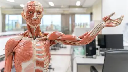 Human Anatomy and Physiology - A&P-2