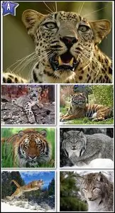 100 Amazing Wild Cats & Lions Wallpapers