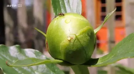 (Arte) Merveilleux jardin (2014)