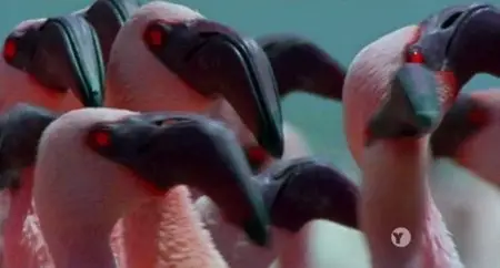PBS - NATURE:  Special Best of Birds (2014)
