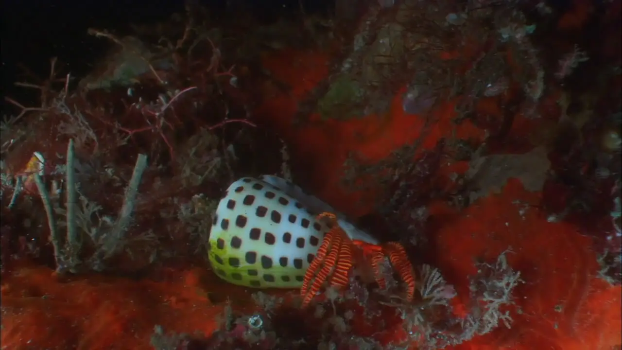 Coral Sea Dreaming: Awaken (2010)