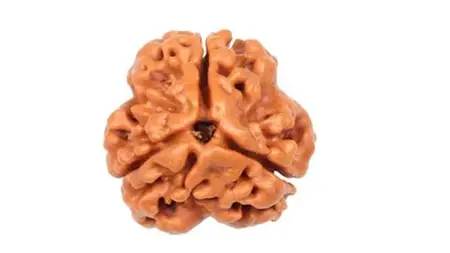 The Mystical Power Of Rudraksha: A Complete Guide