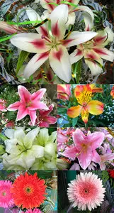 Lilies & Gerbera