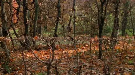 1994 – Willkommen in der Zweiten Republik S01E04
