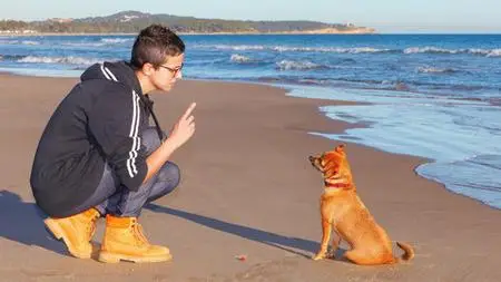 Dog Behavior & Training Problems