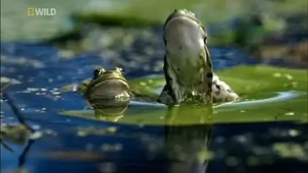National Geographic - Wild Danube (2012)