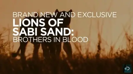 Discovery Channel - Brothers in Blood: The Lions of Sabi Sand (2015)