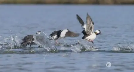 PBS - NATURE:  Special Best of Birds (2014)