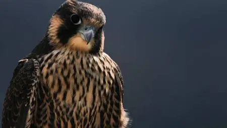 BBC - Natural World: Super Fast Falcon (2018)