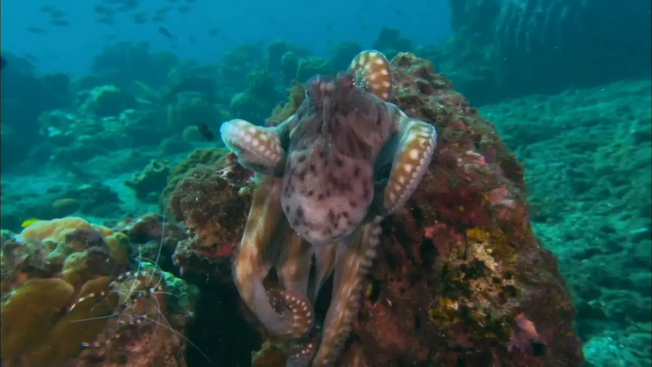 Coral Sea Dreaming: Awaken (2010)