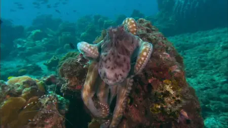 Coral Sea Dreaming: Awaken (2010)