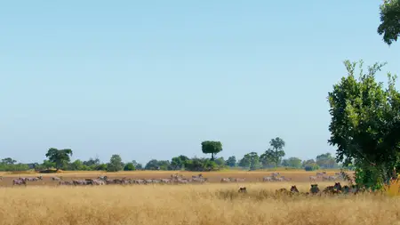 Big Cats S02E04