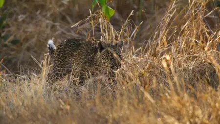 Big Cats S02E04