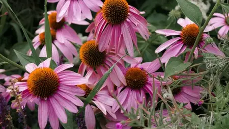 Beginner Gardening Mini-Course