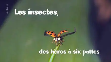 (Arte) Les insectes, des héros à six pattes (2017)