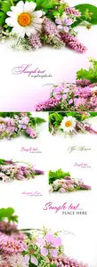 Stock Photo - Wild Flowers Cards