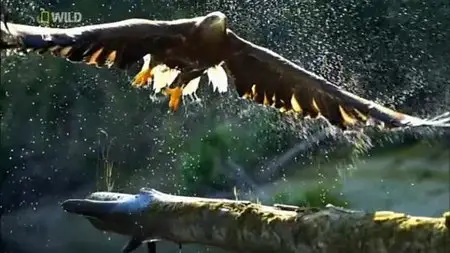 National Geographic - Wild Danube (2012)