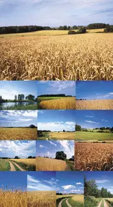 Summer, field, harvest