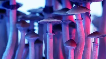 The Power Of Medicinal Mushrooms | Entheogenic Shamanism