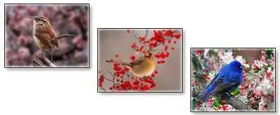 Animals Wallpaper - pack2
