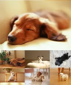 Stock Photos: Puppies