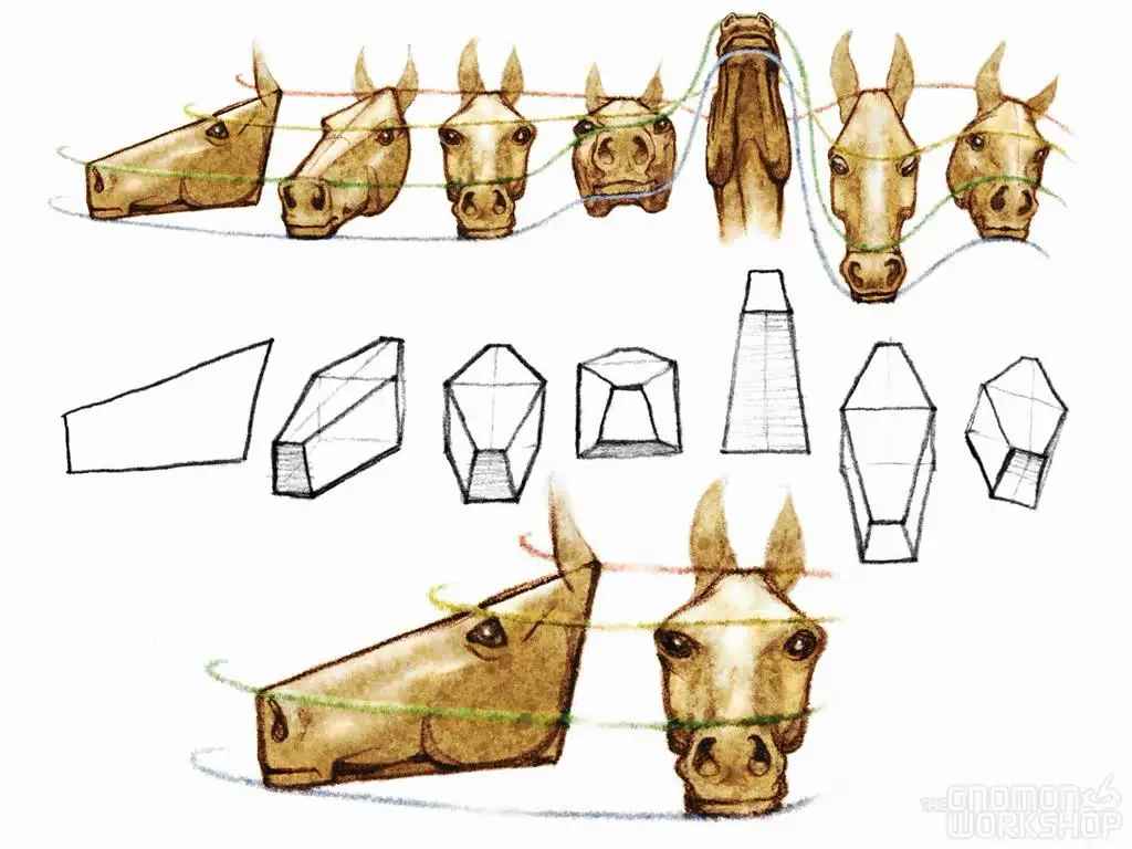 The GNOMON Workshop - Introduction to Animal Anatomy (Repost)