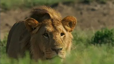 Secrets of our Living Planet (2012)