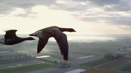 Earthflight - (s01e03) Europe (2012)