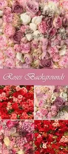 Stock Photo - Pink & Red Roses